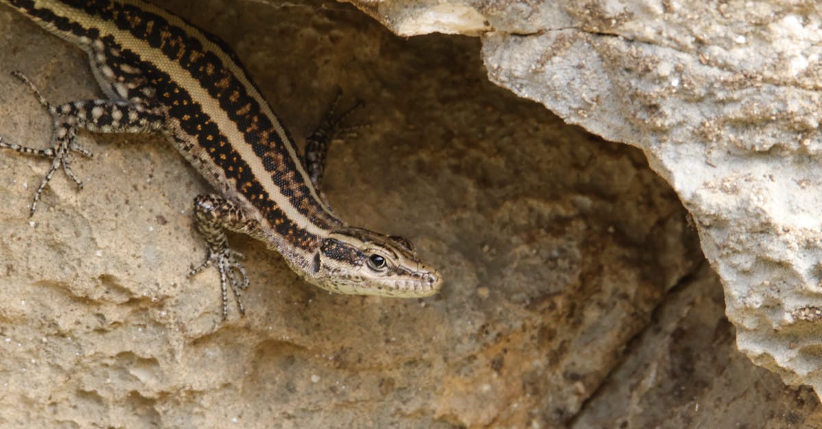 忙碌生活如何有效恢復睡眠質量?專家教你養回健康睡眠