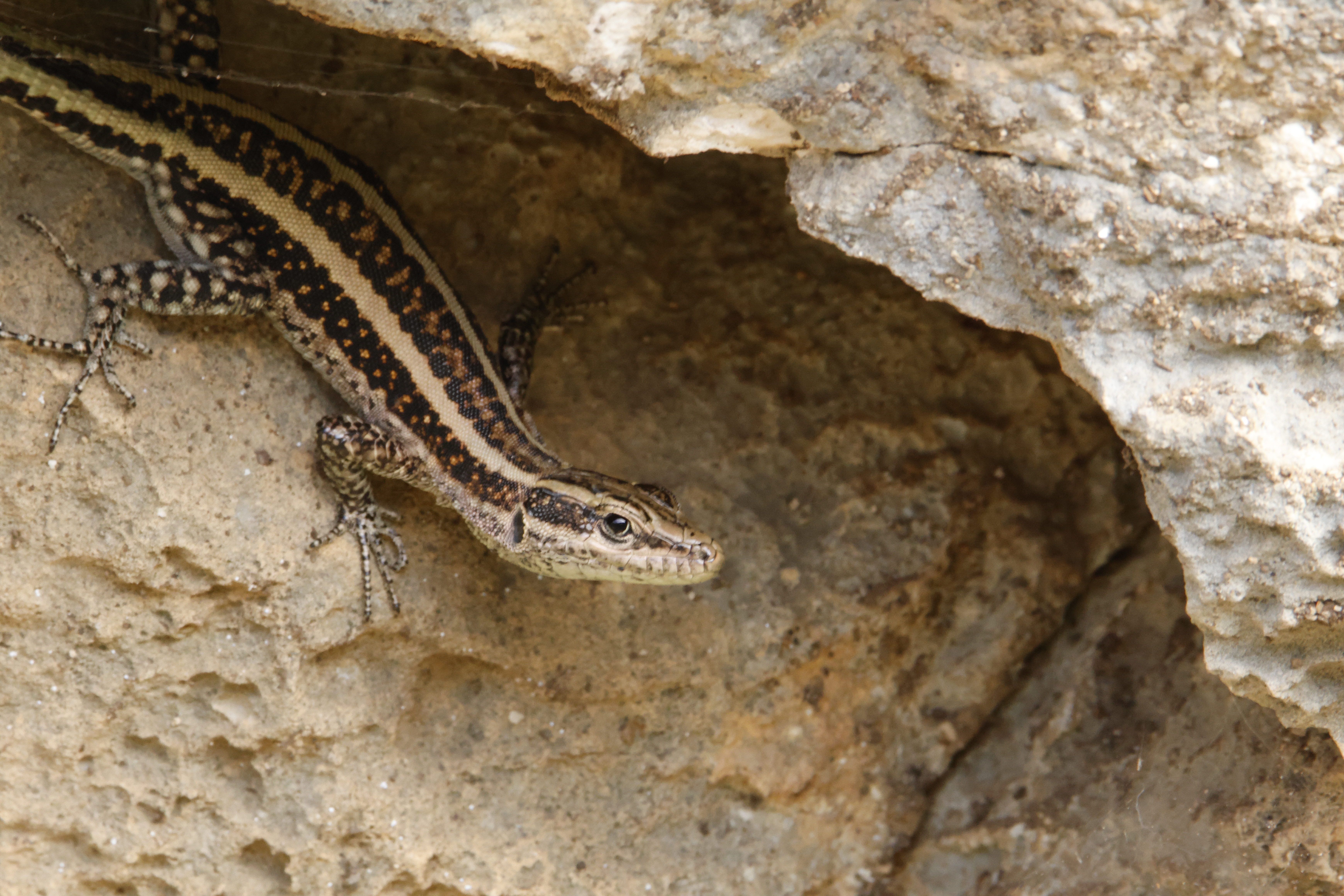 Close-up of a Lizard on Rocky Surface in Natural Habitat · Free Stock Photo