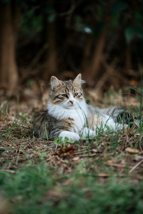 Free Charming tabby cat relaxing on grass amidst natural surroundings. Stock Photo