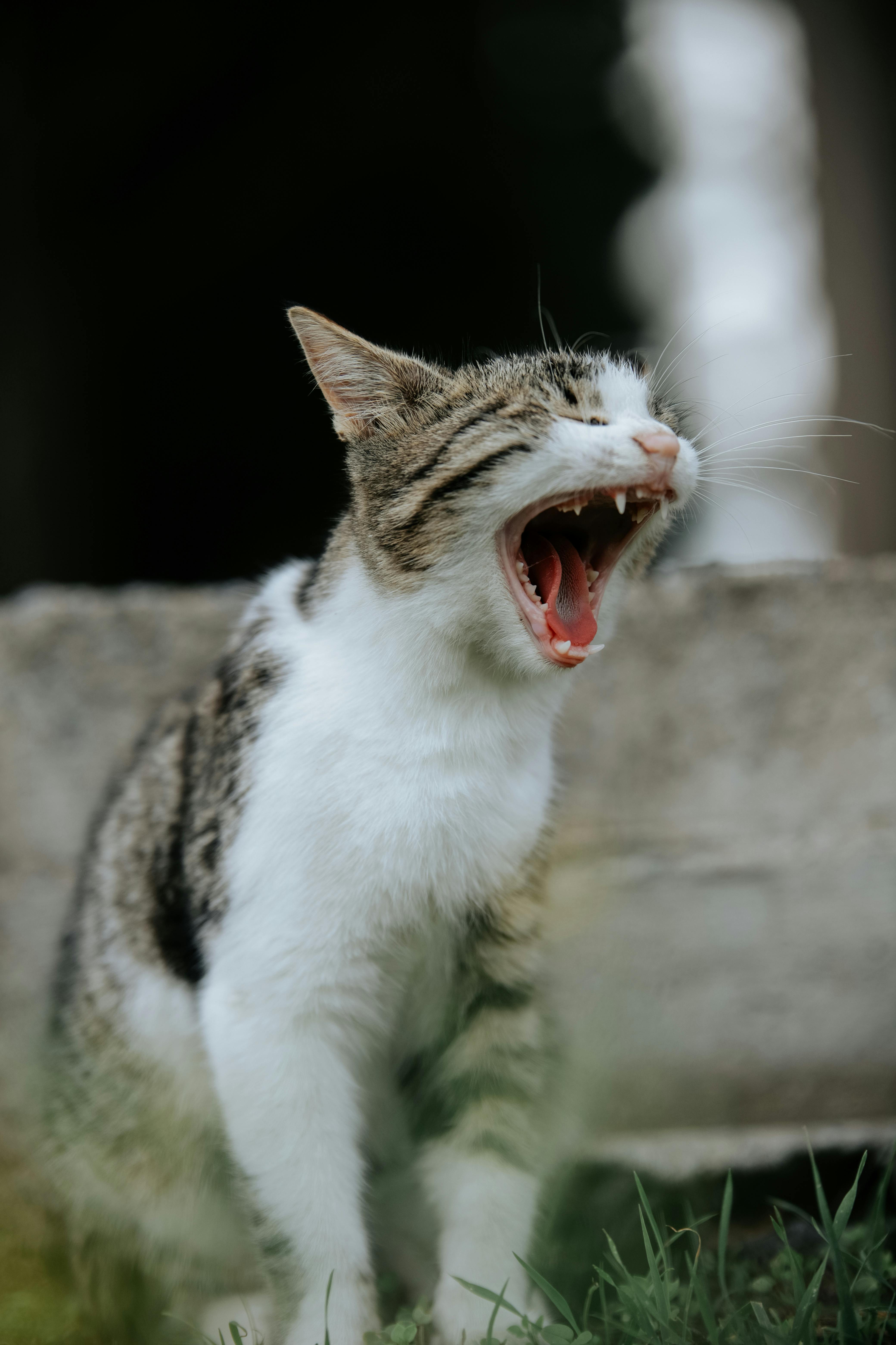 Warum Blogger-Outreach Wichtig Ist: Die Geheimnisse Erfolgreicher Kooperationen 2 Blogger-Outreach Strategien: Wie Du Die Besten Influencer für Deine Marke Gewinnst