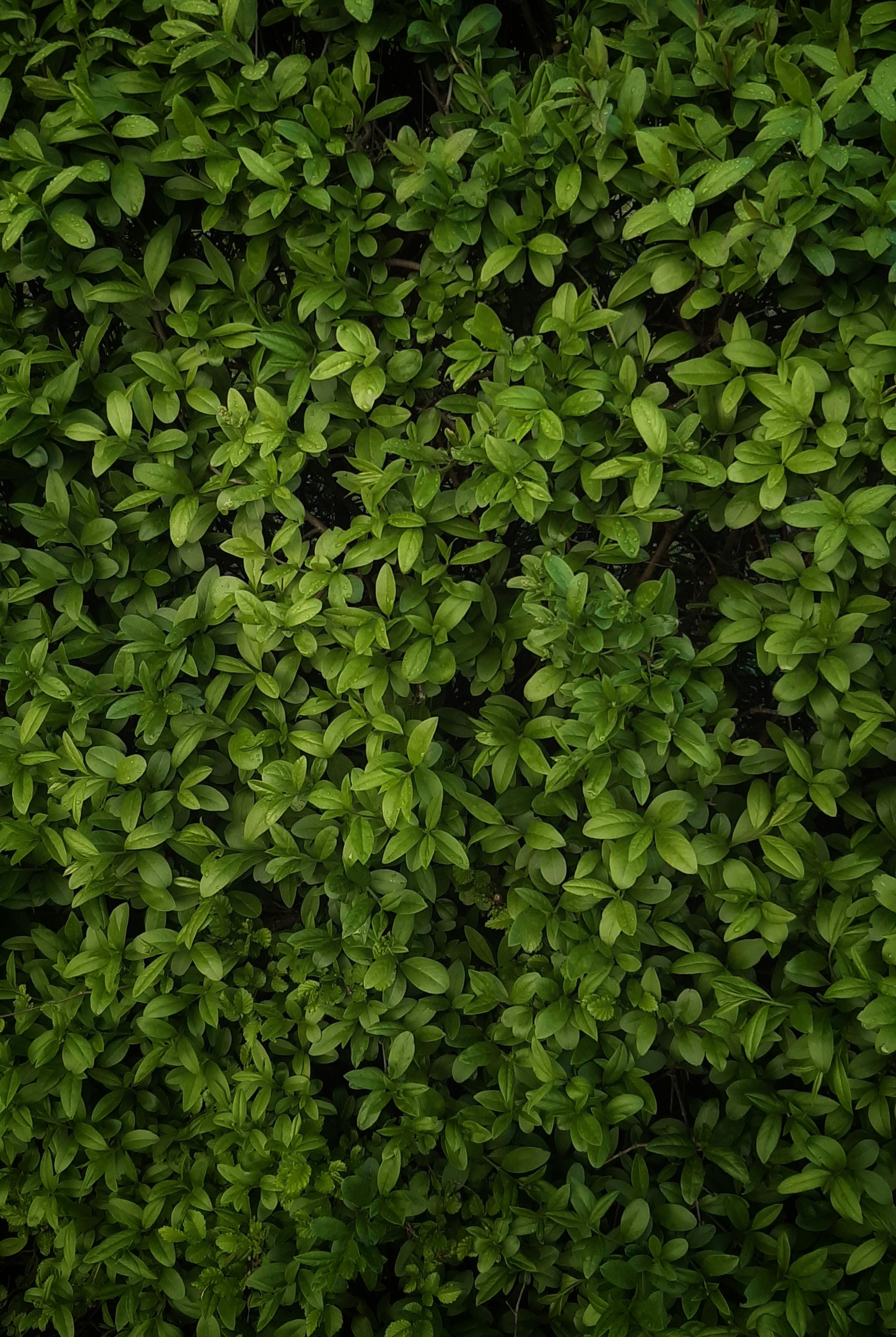 Muro verde