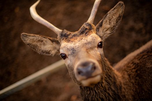 A detailed close-up of a deer captured outdoors in Romford, England.