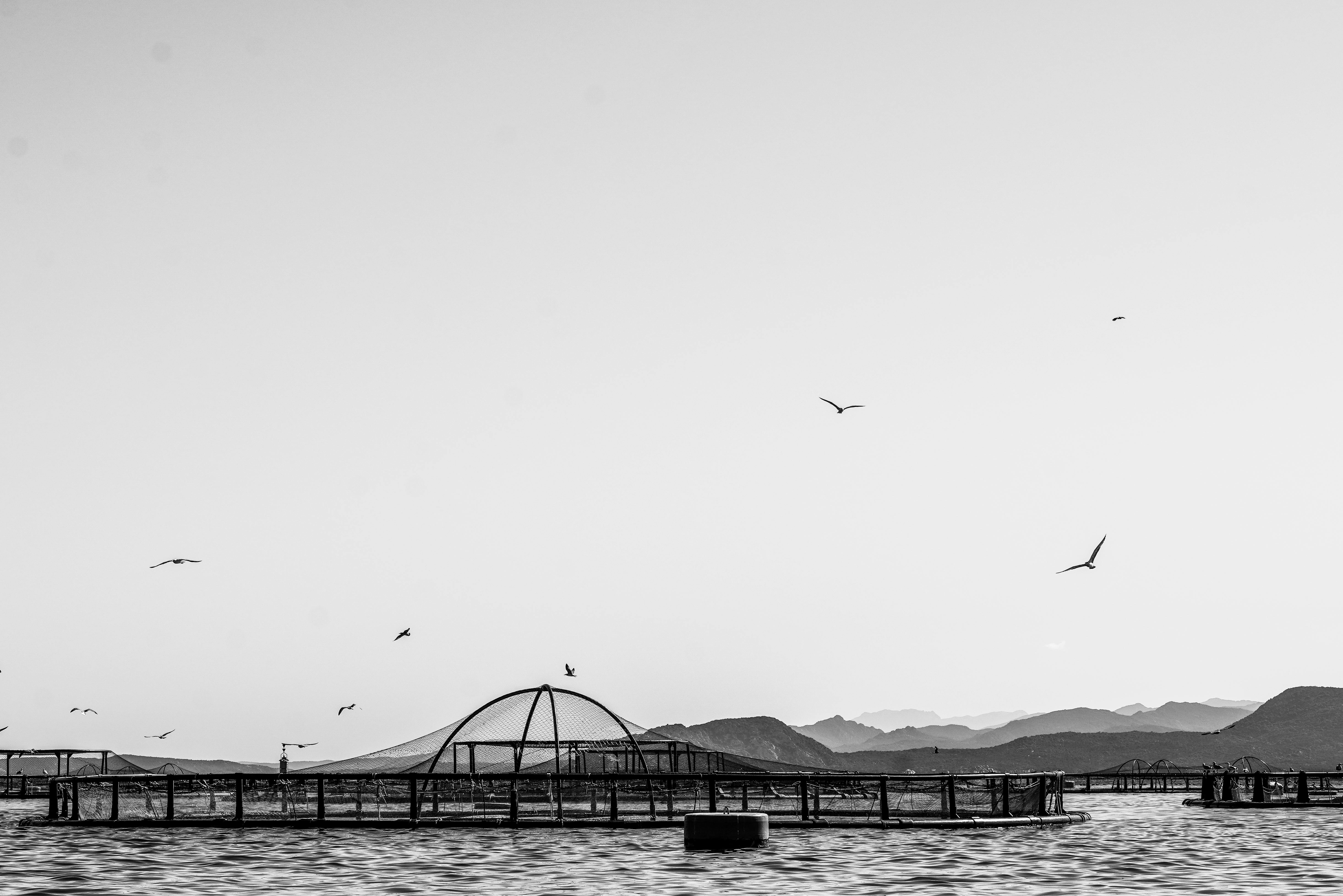 A serene black and white photograph of a seascape with birds, featuring fishing nets in Sardinia, Italy.