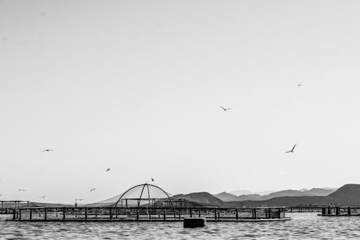 A serene black and white photograph of a seascape with birds, featuring fishing nets in Sardinia, Italy.