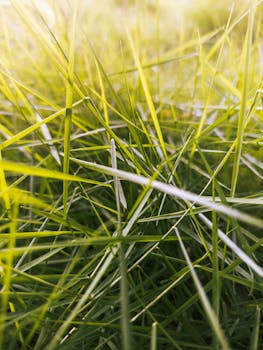 Close-up macro shot of vibrant green blades of grass under sunlight.
