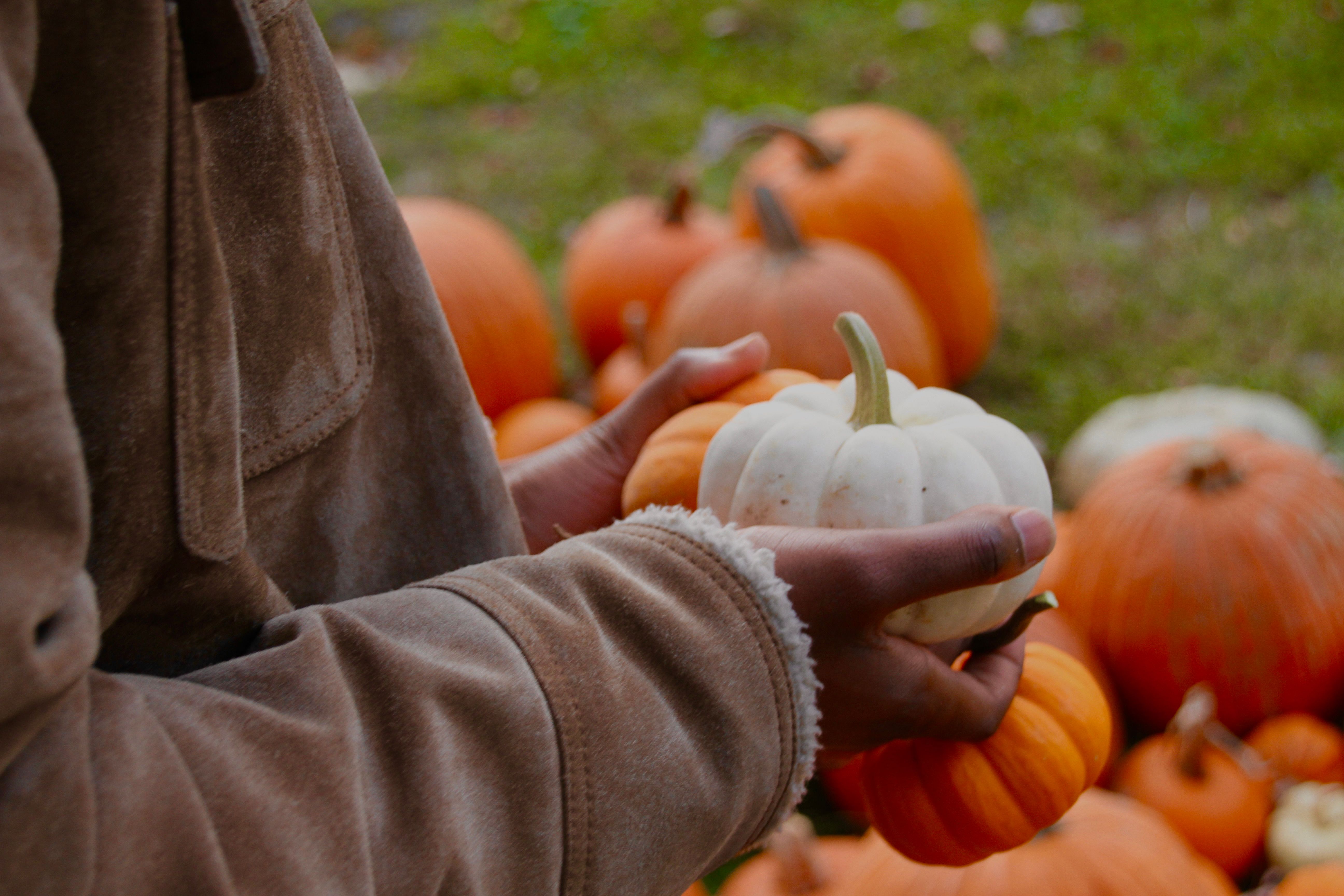 Hands holding a small white pumpkin.