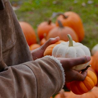 Hands holding a small white pumpkin.