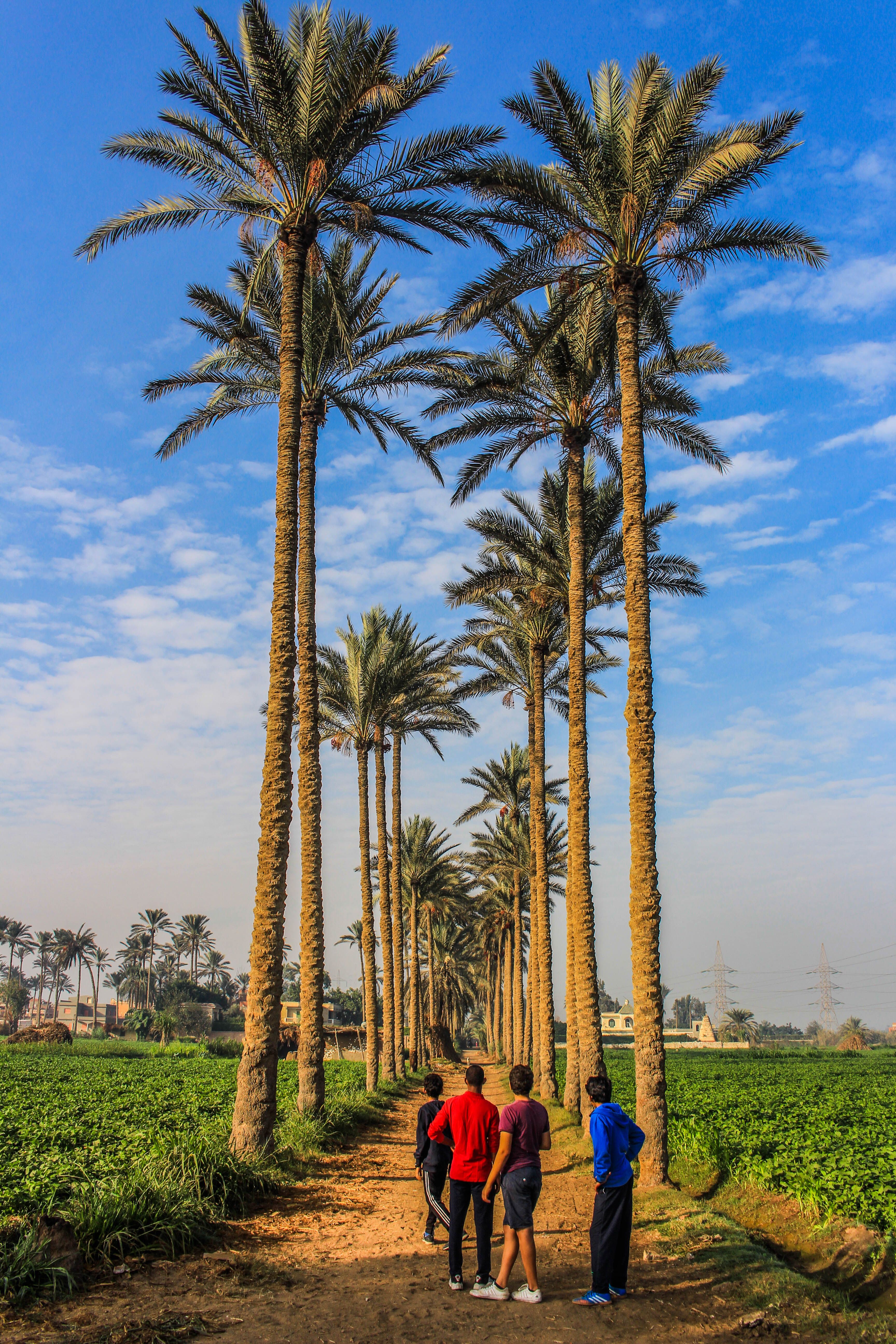 Serene Palm Tree Pathway in Egyptian Fields · Free Stock Photo