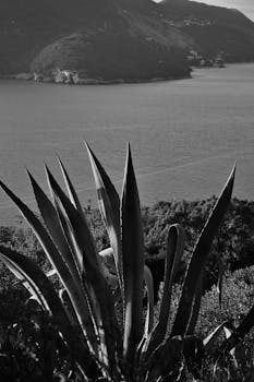 Dramatic black and white image of a cactus with the Adriatic Sea and Montenegro coastline in the background.