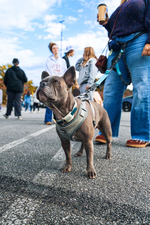 Free French Bulldog with harness on a walk, surrounded by people, in an urban setting. Stock Photo