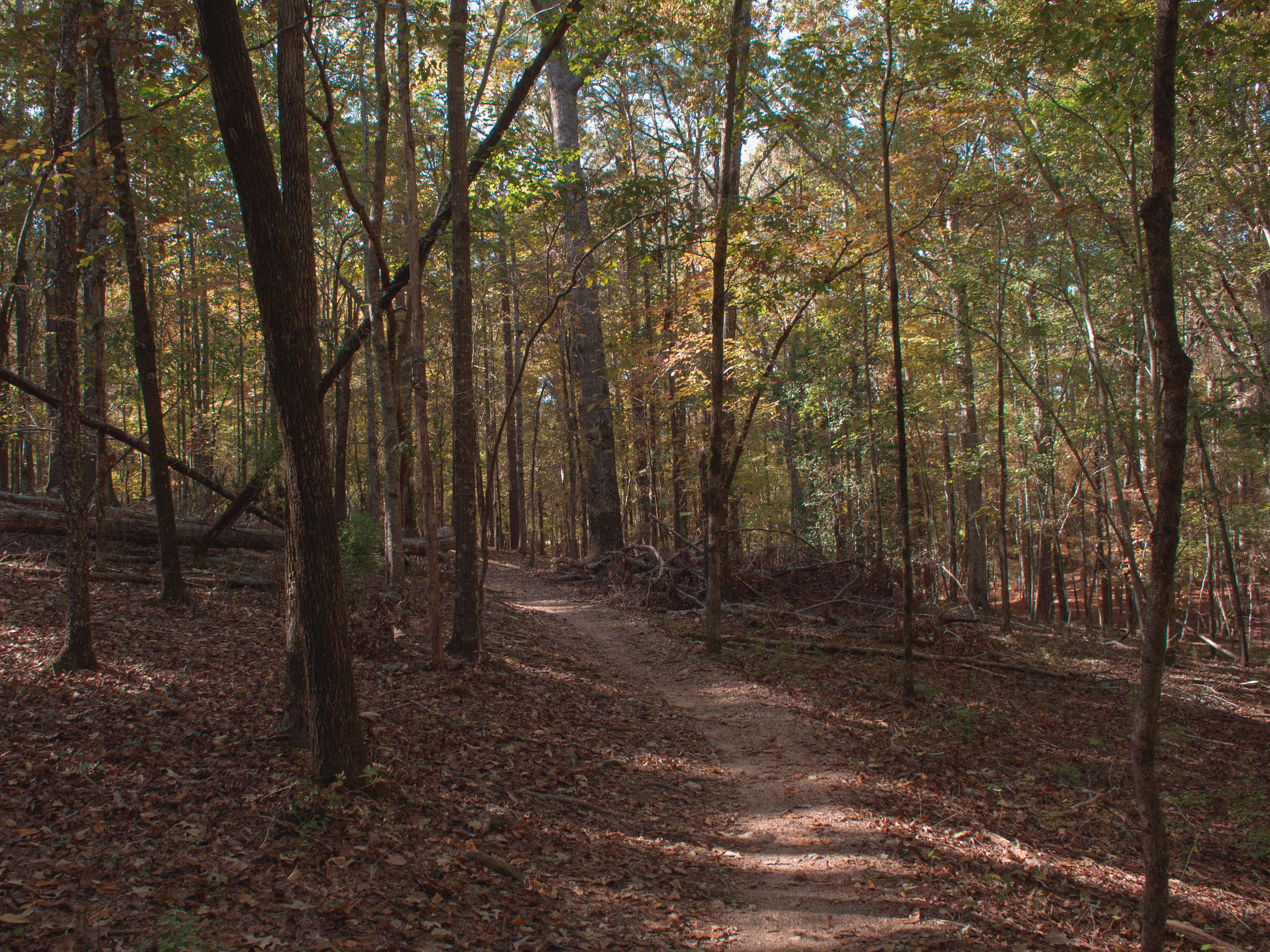 Station Cove Falls: History and Beauty at Oconee Station