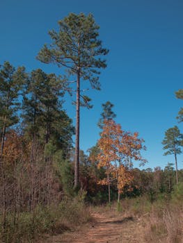Explore the serene autumn forest path in Columbia, South Carolina with vibrant foliage.