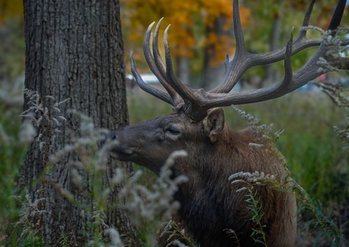 Free A close-up of a regal elk in a lush autumn forest, showcasing its impressive antlers. Stock Photo