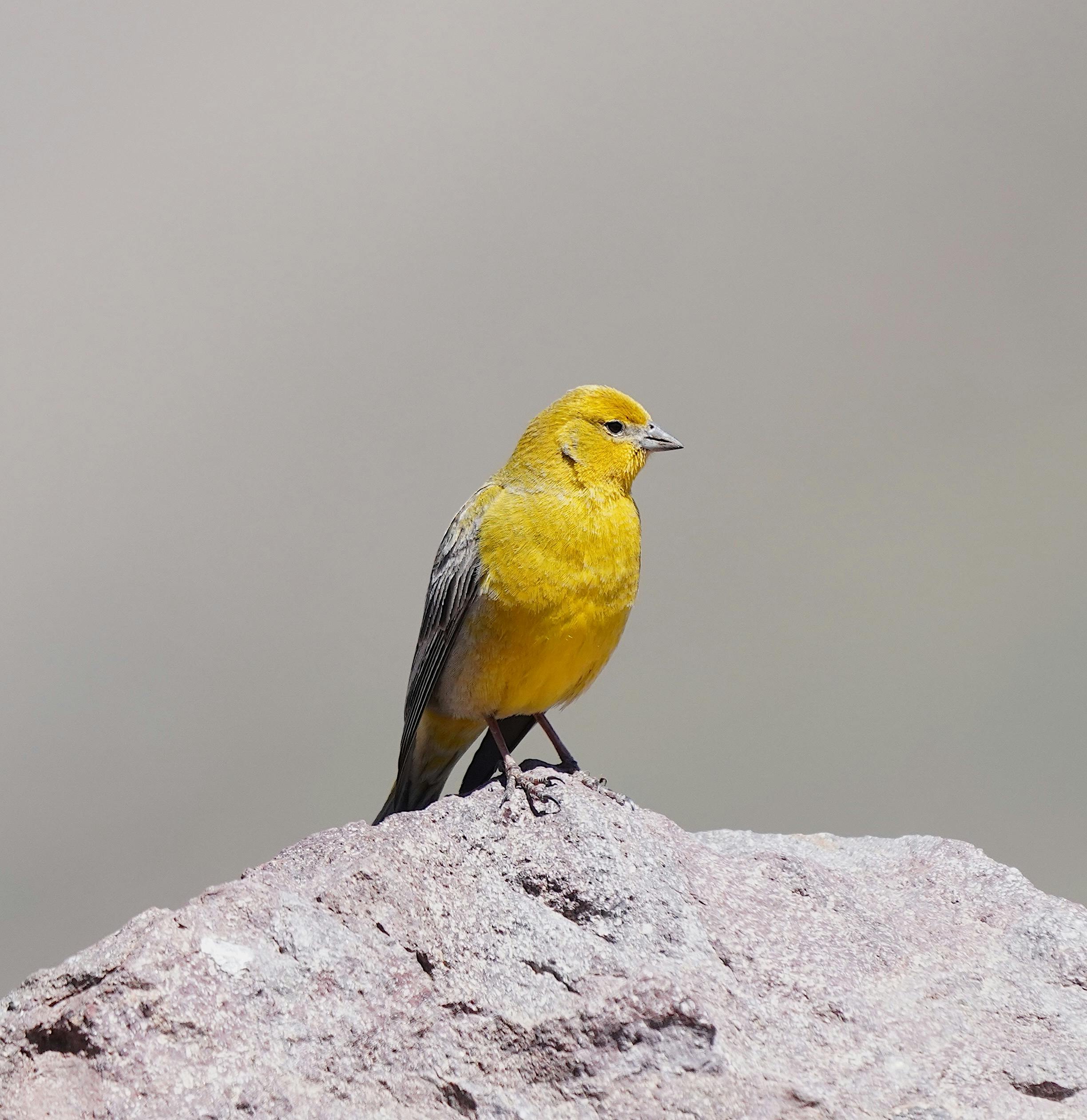 Gratis Un vivace fringuello giallo è seduto su una roccia naturale con uno sfondo neutro, mettendo in mostra il suo piumaggio colorato. Foto a disposizione