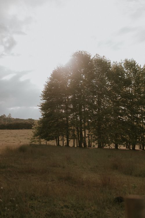 Free Peaceful meadow with sunlight filtering through a cluster of trees. Stock Photo