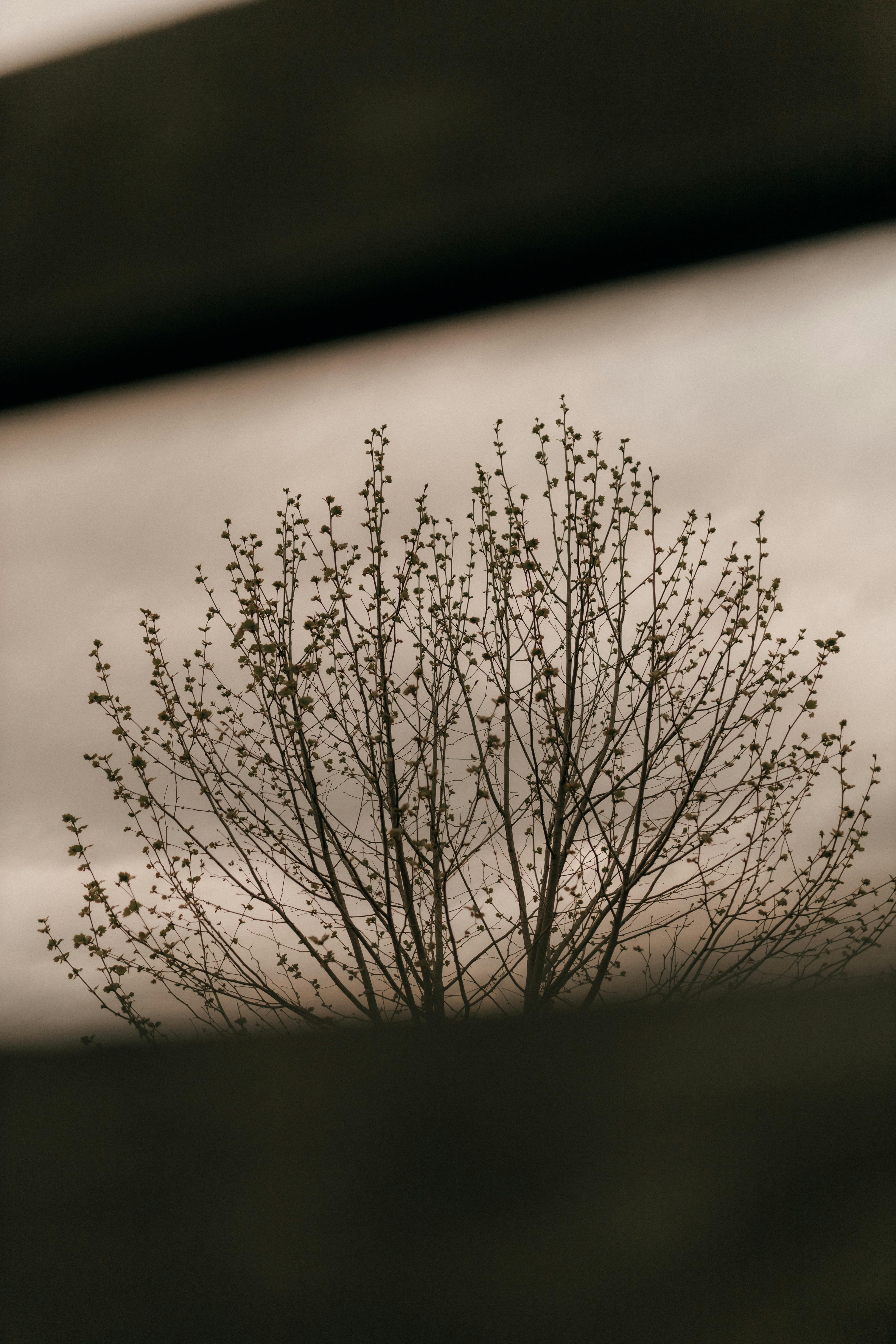 Gratuit Imagine de stoc gratuită din acoperit de nori, adâncime, arbore Fotografie de stoc