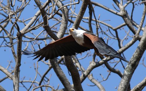 Free Majestic African Fish Eagle in flight among leafless branches under a bright blue sky. Stock Photo