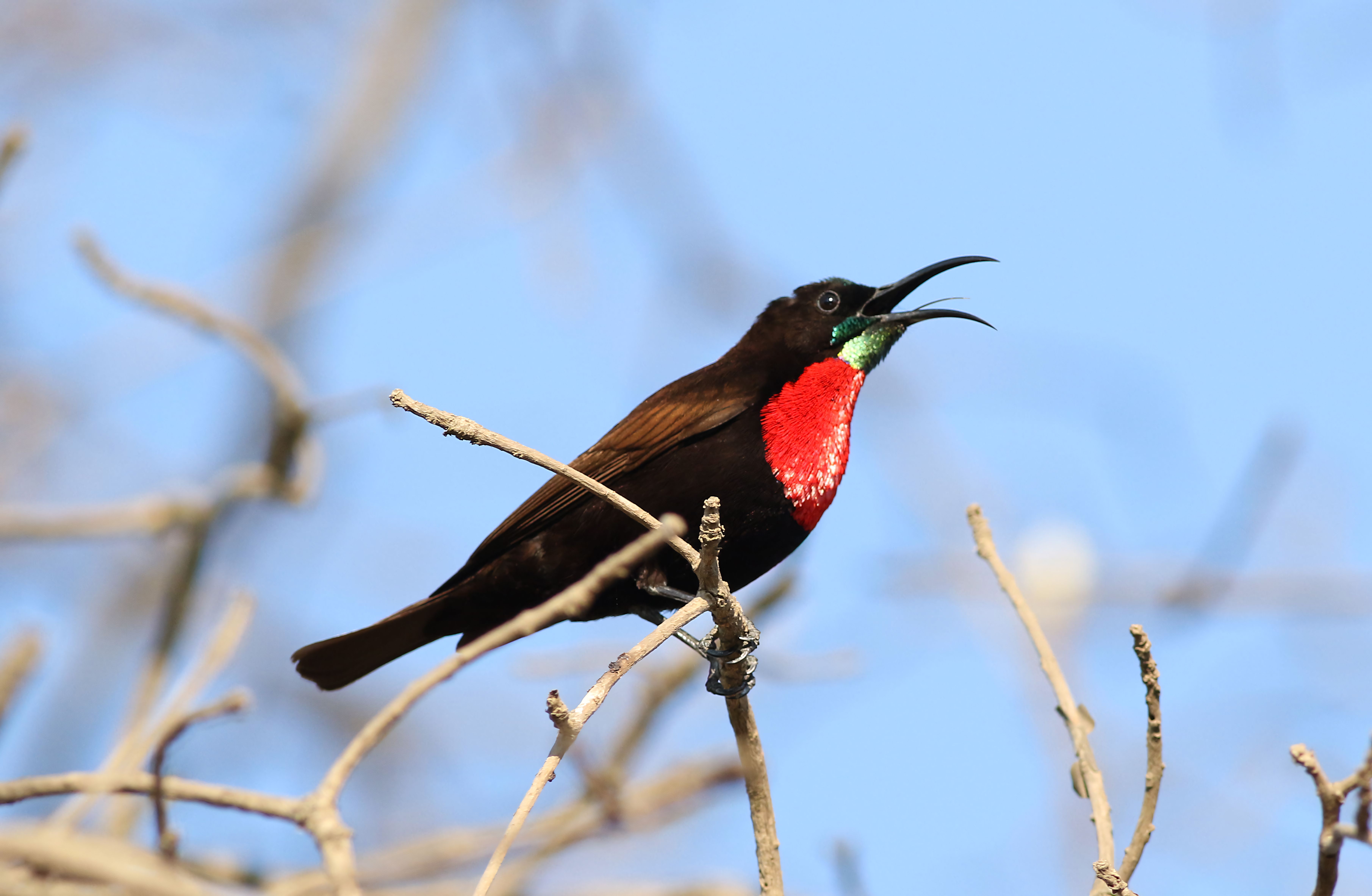 scarlet chested sunbird perched on branch in zimbabwe