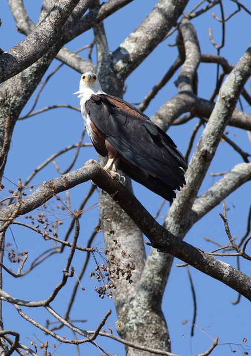 Free Majestic African Fish Eagle perched on a bare tree against clear blue sky Stock Photo