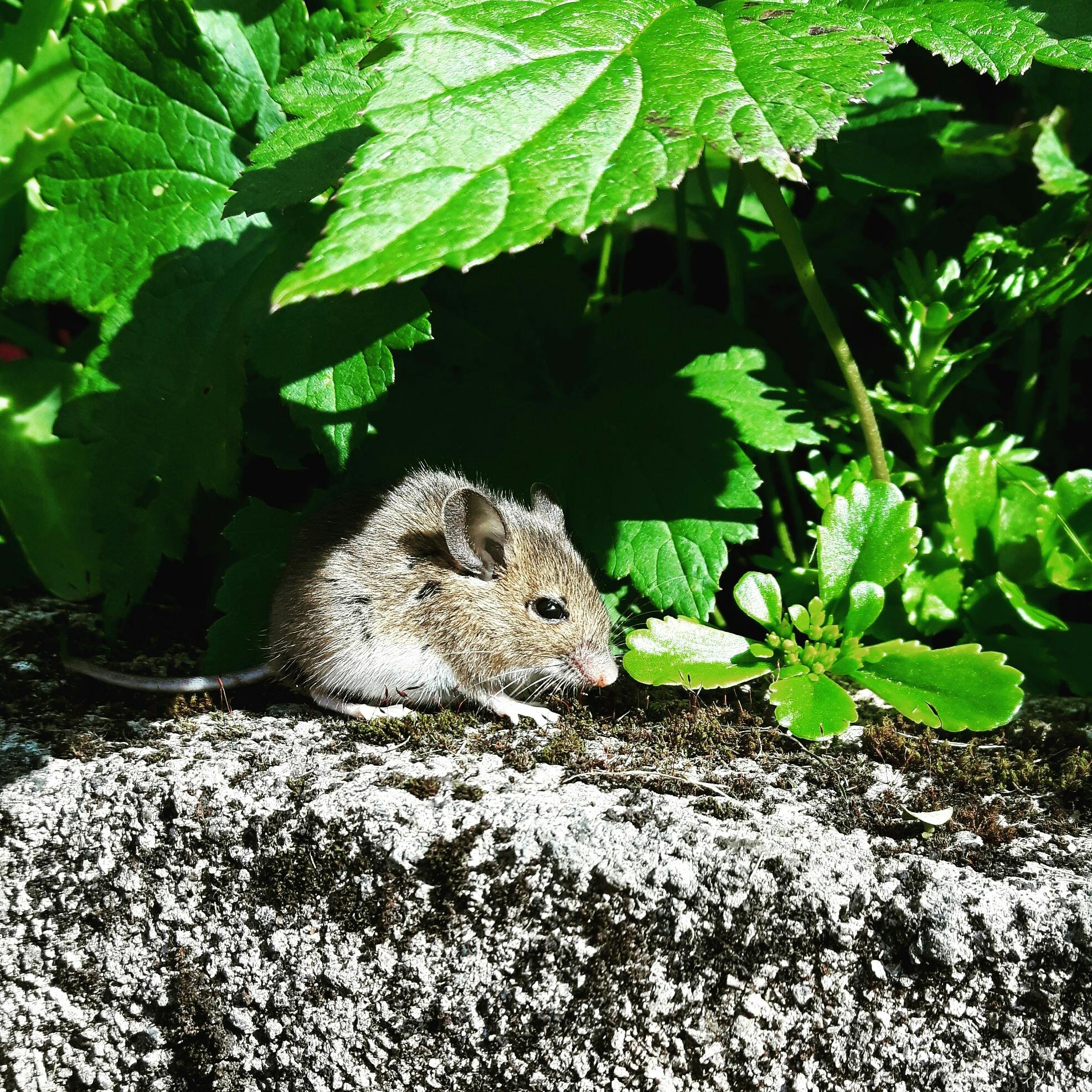 brown rat on gray concrete structure near green green leafed plants