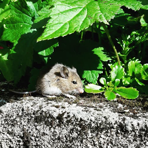 Brown Rat Pada Struktur Beton Abu Abu Dekat Tanaman Berdaun Hijau Hijau