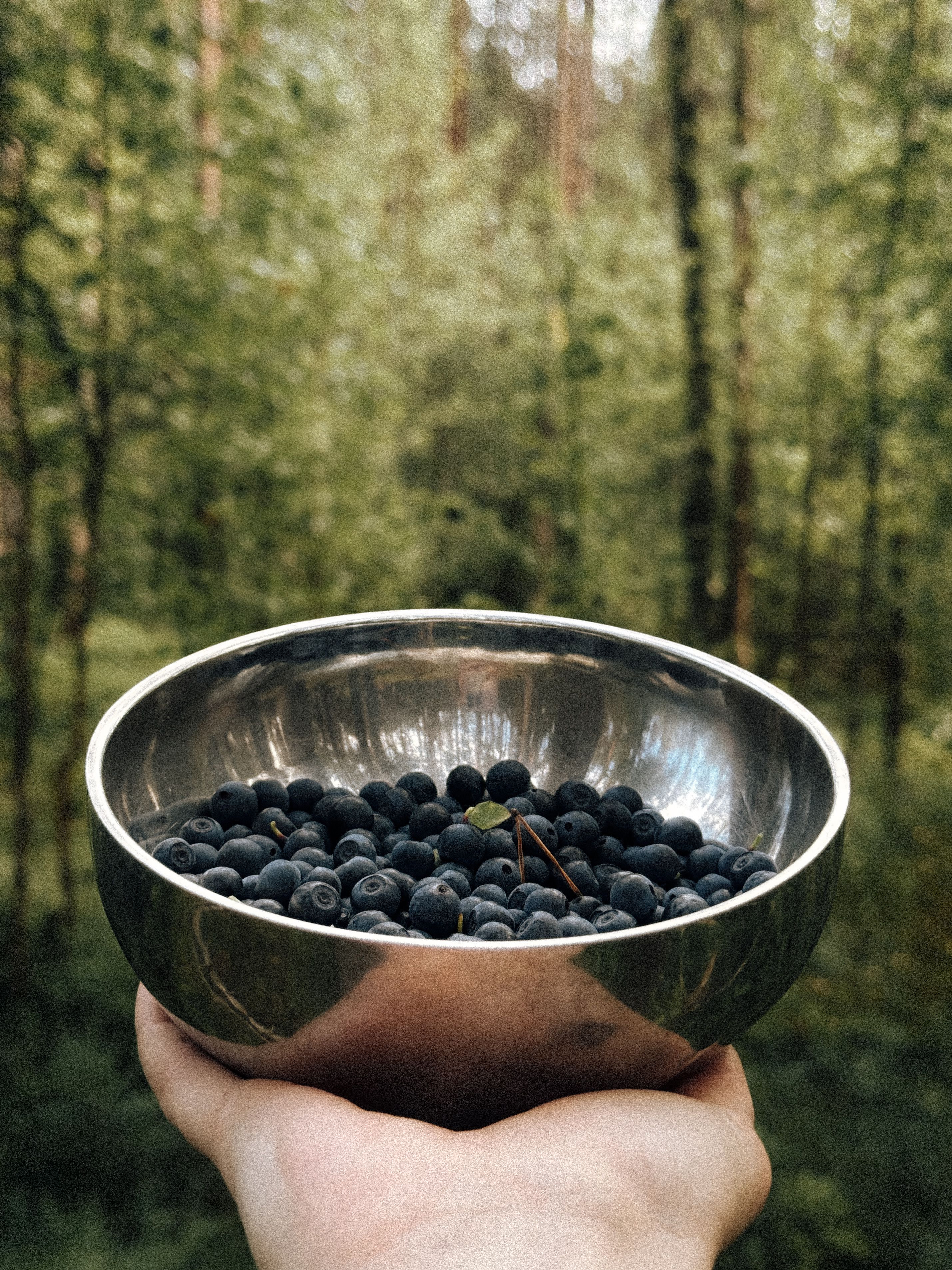 Record wild berry season draws Finns to forests as foreign picker numbers plummet
