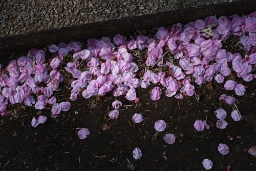 Free stock photo of beautiful flowers, cherry blossom, japan