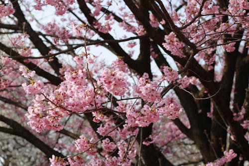 Pink Cherry Blossoms in Bloom