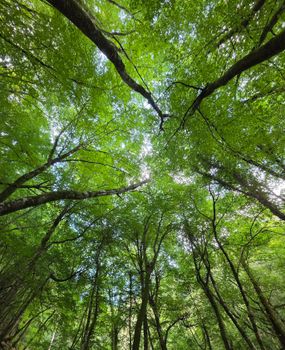 Looking up into a vibrant green tree canopy in a peaceful English forest setting.