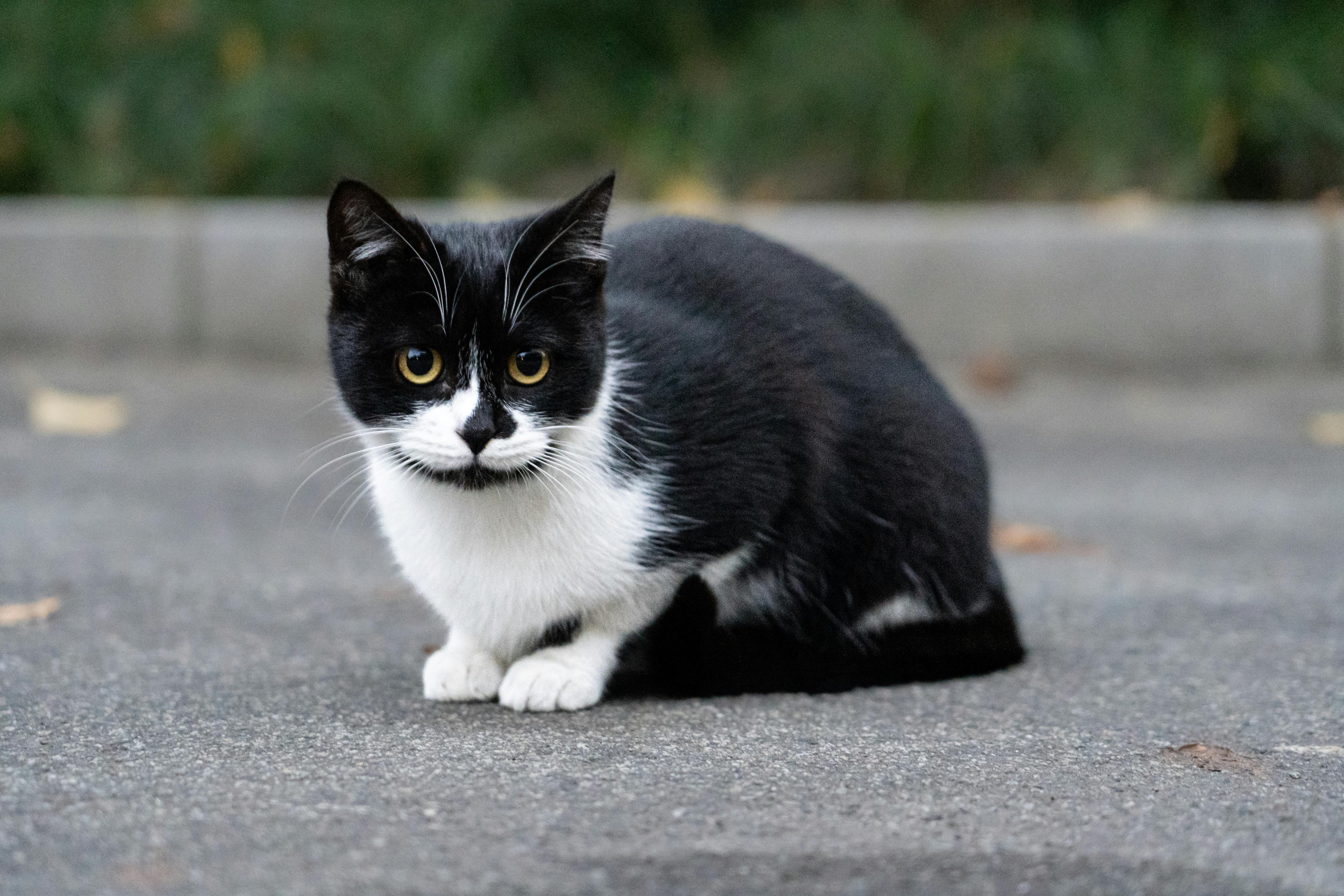 A black and white cat sitting on pavement with greenery in the background.