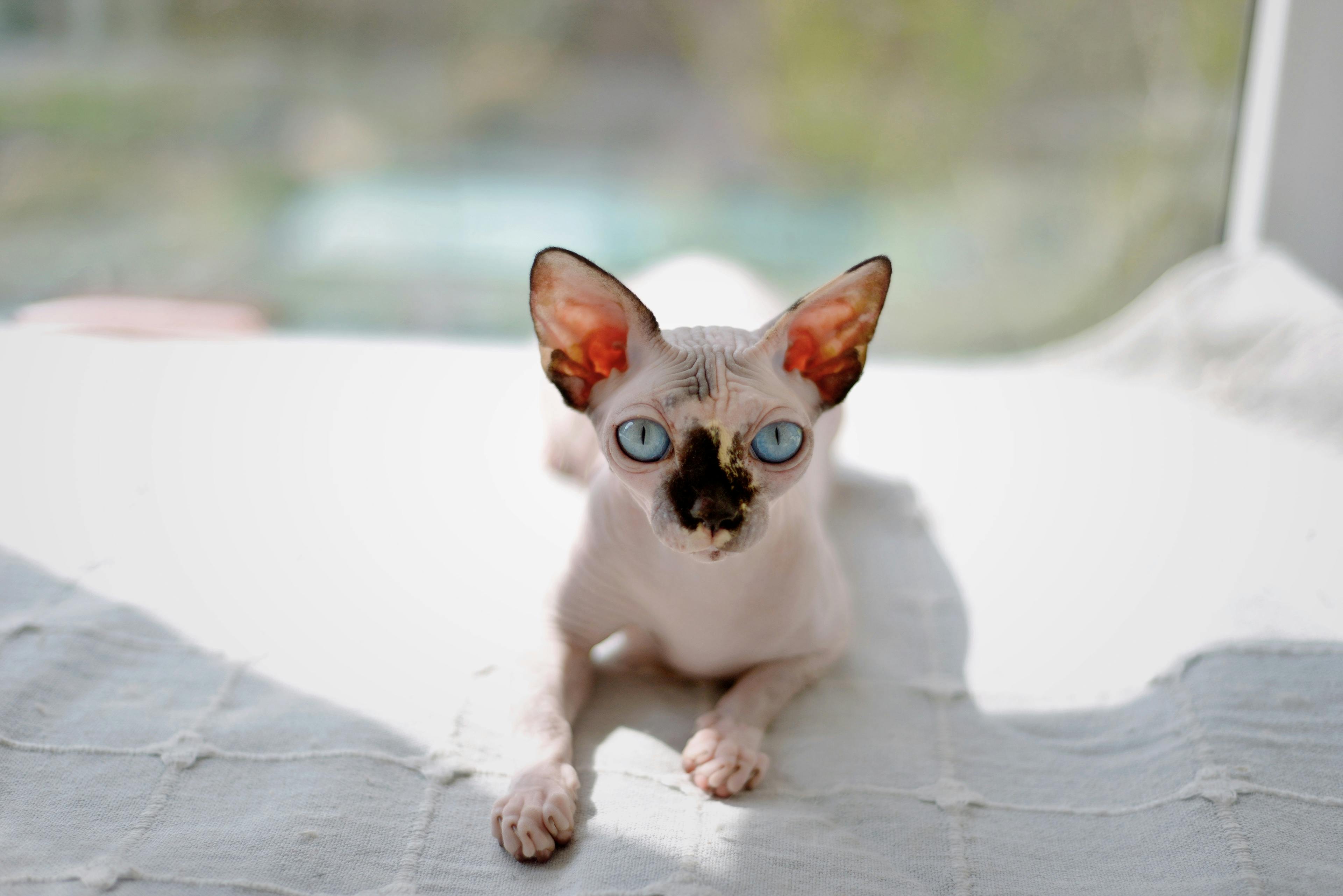 Sphynx Cat Insurance UK
