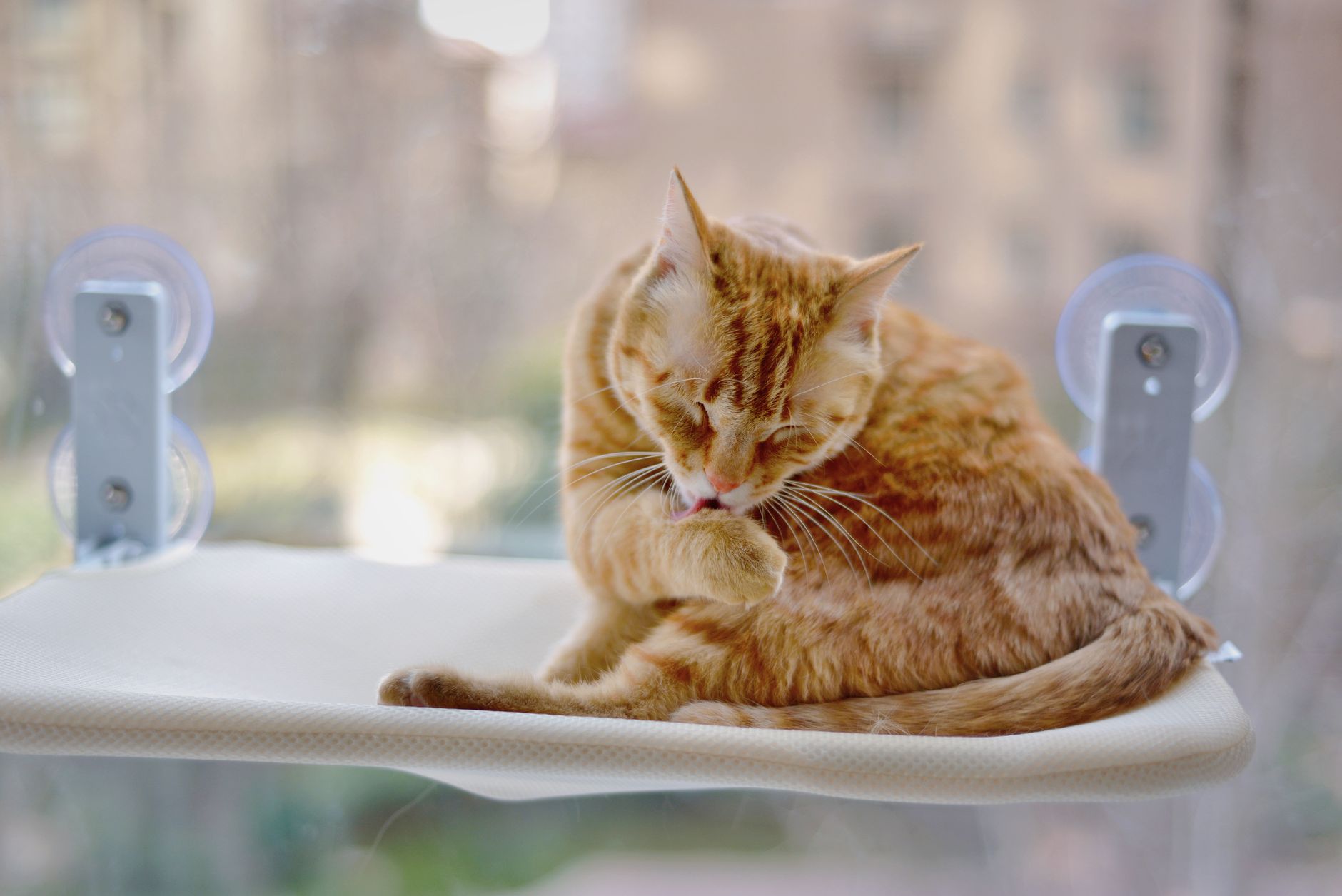 Best Top-Rated Cat Window Perches for Sunbathing (2026) – Comfortable, Durable & Secure Spots Your Cat Will Love