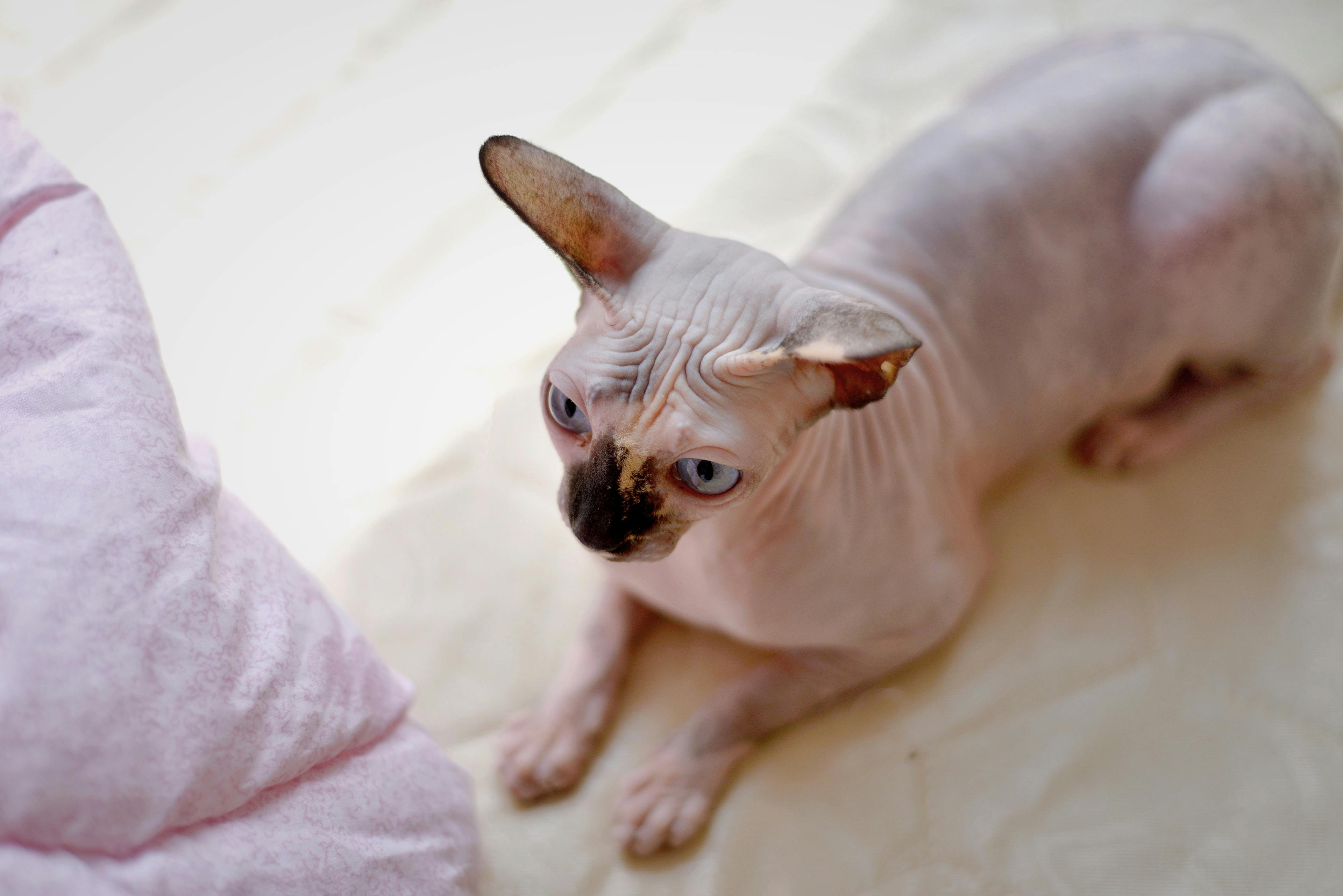 Îngrijirea pisicii sphynx — piele goală și curiozități