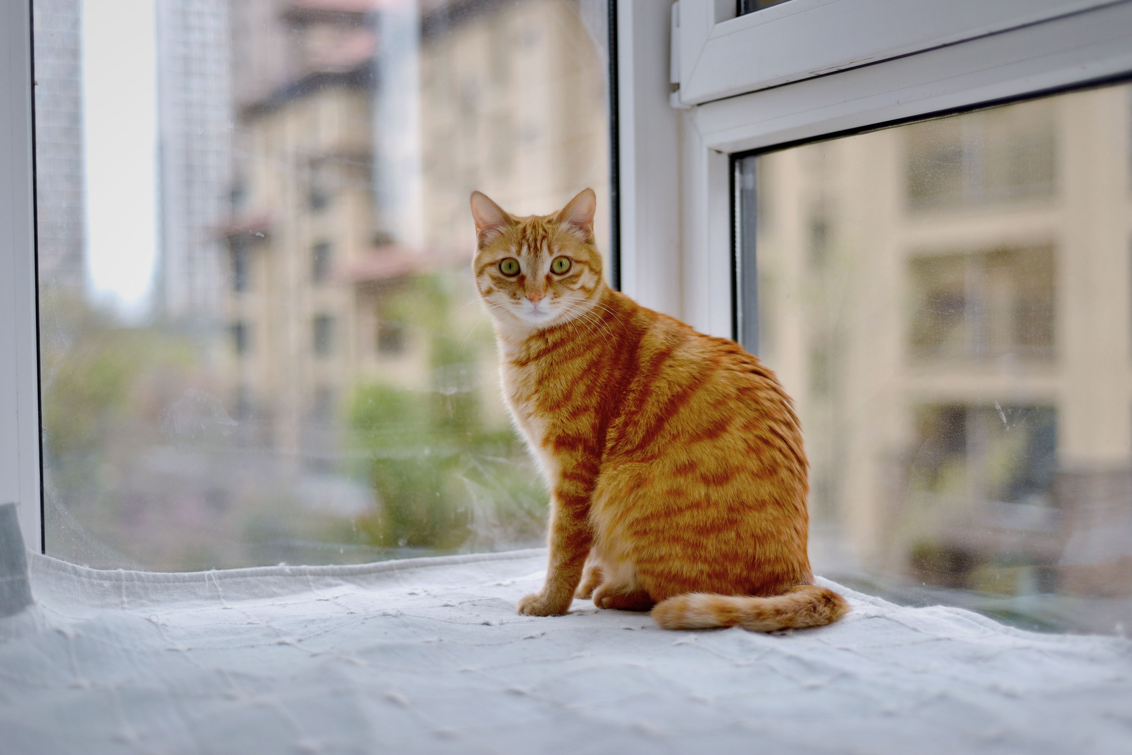 senior tabby cat asleep on a sunny apartment windowsill
