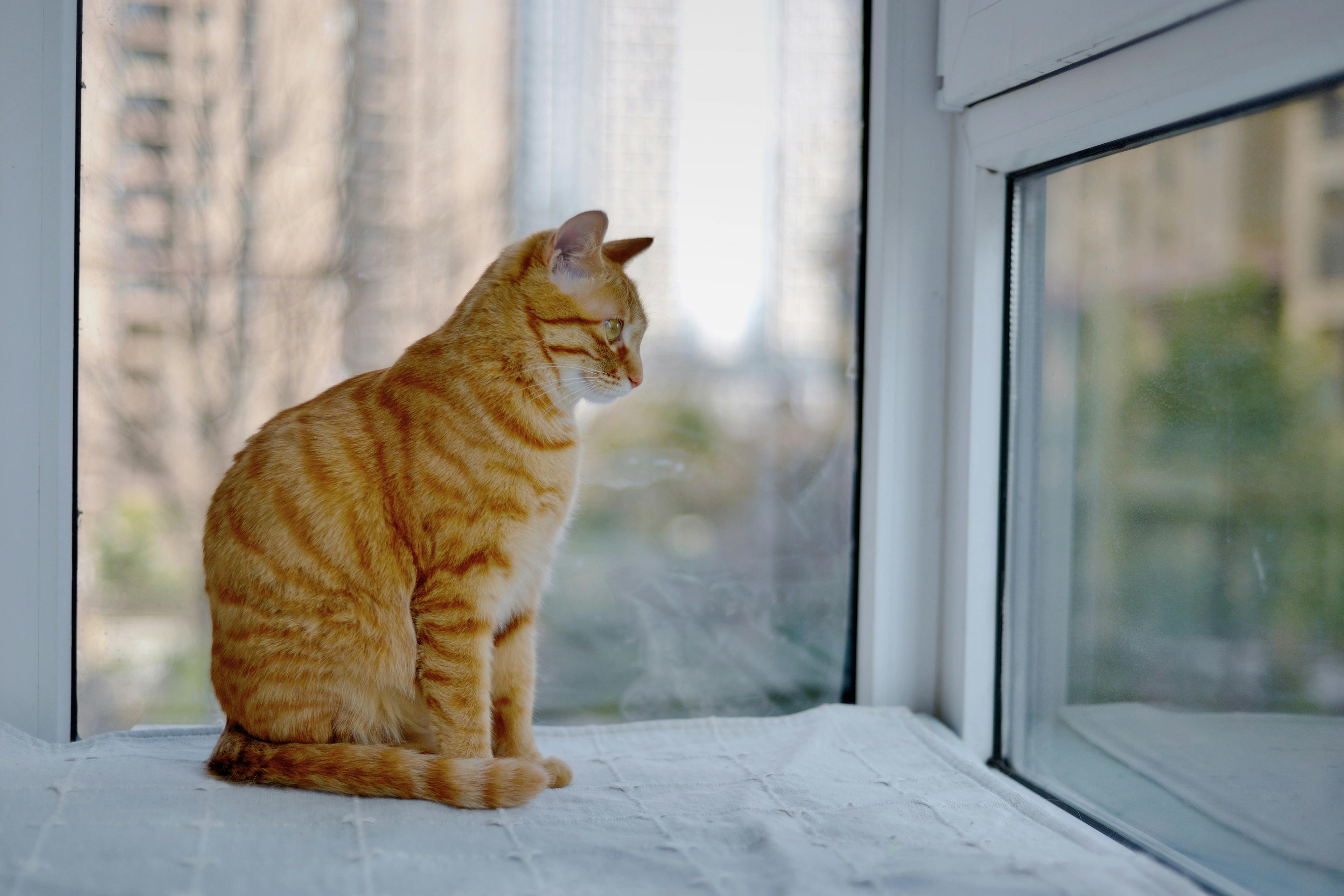 A serene ginger cat lounges by the window, basking in the urban view outside.
