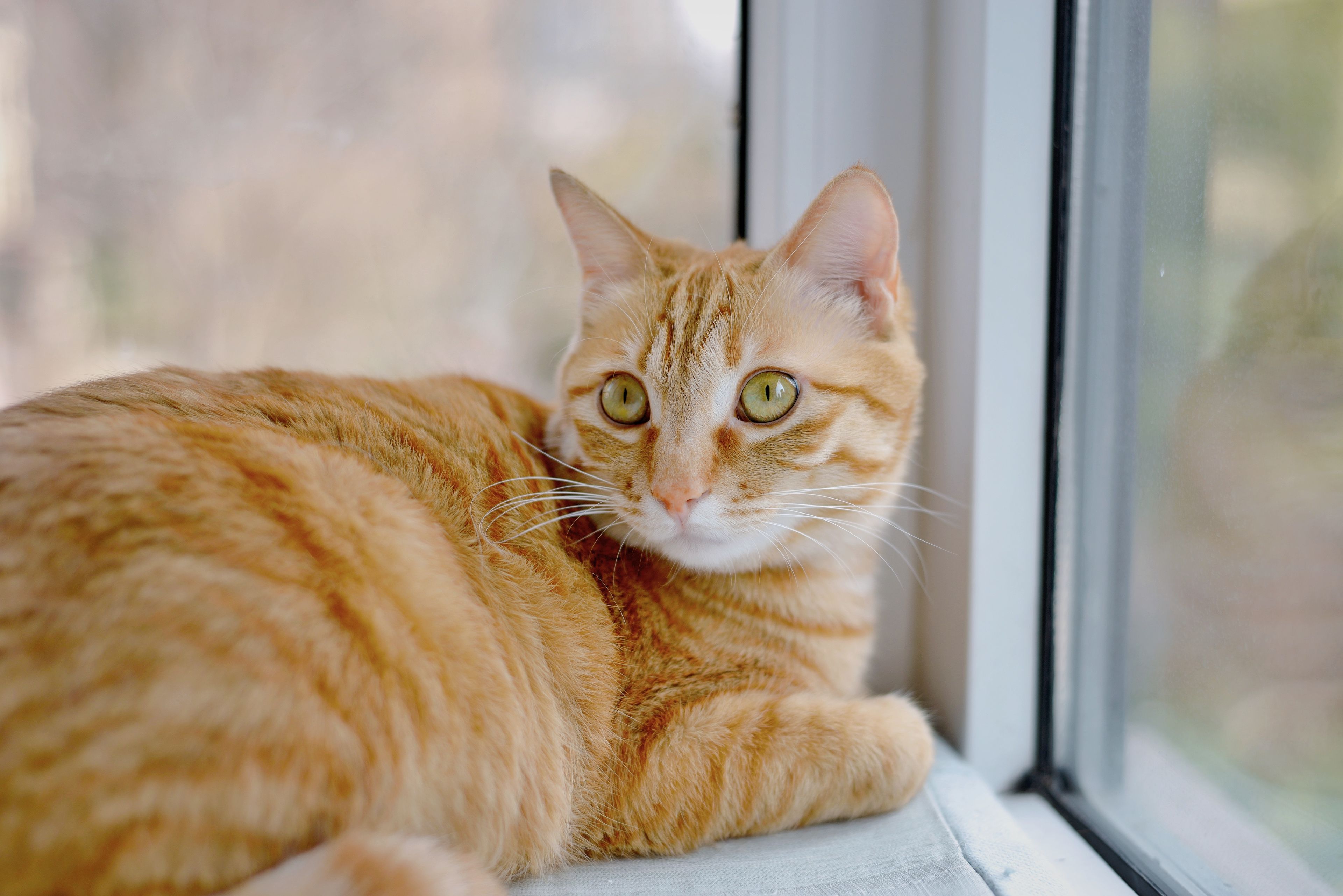 A cat undergoing diagnostic blood testing at a veterinary clinic