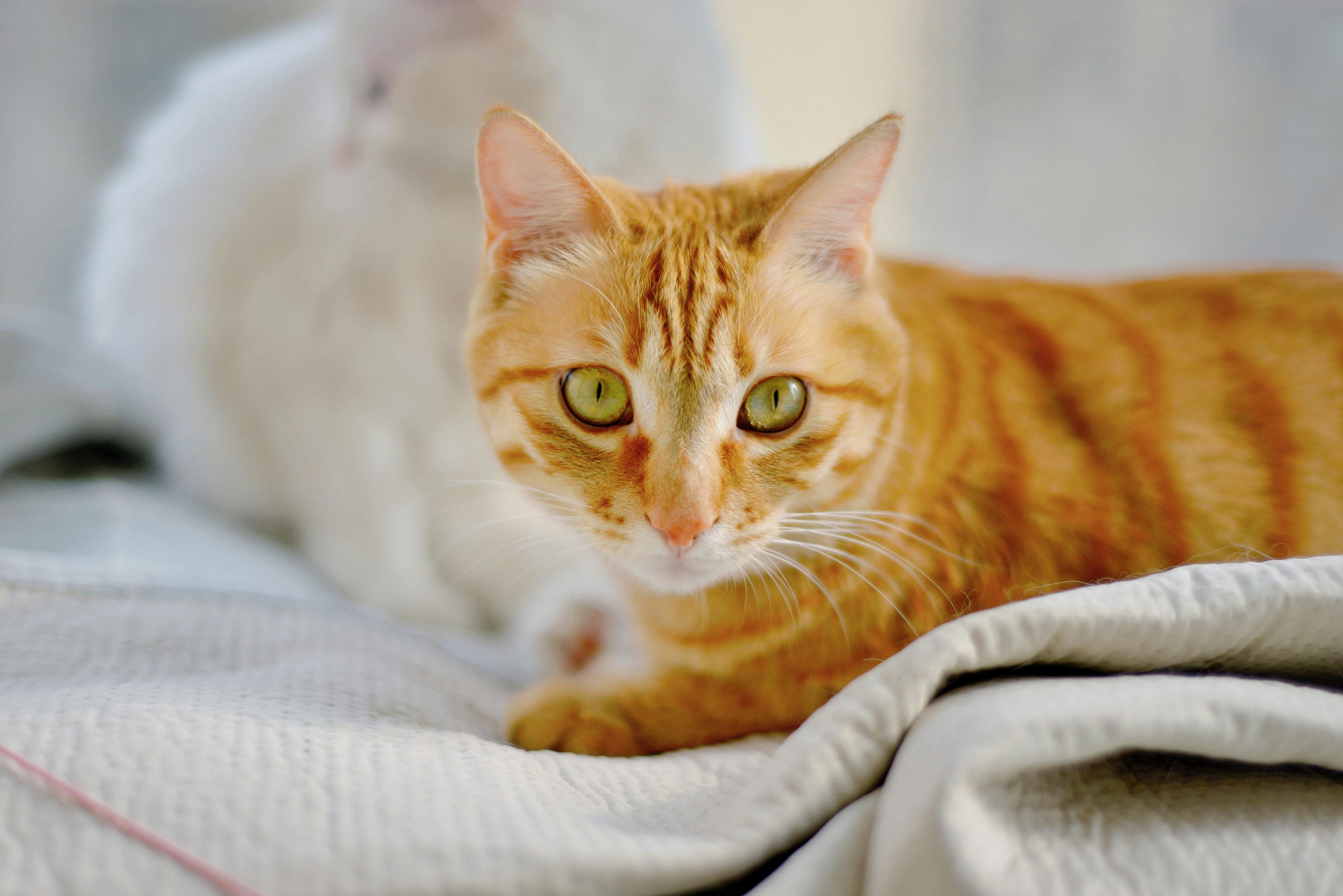 中華電信Hami Cam AI守護居家安全，打造智慧生活新體驗