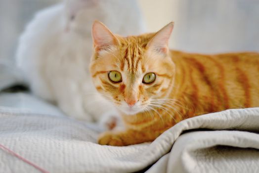 Adorable orange tabby cat lounging on a comfortable bed, enjoying a peaceful moment.