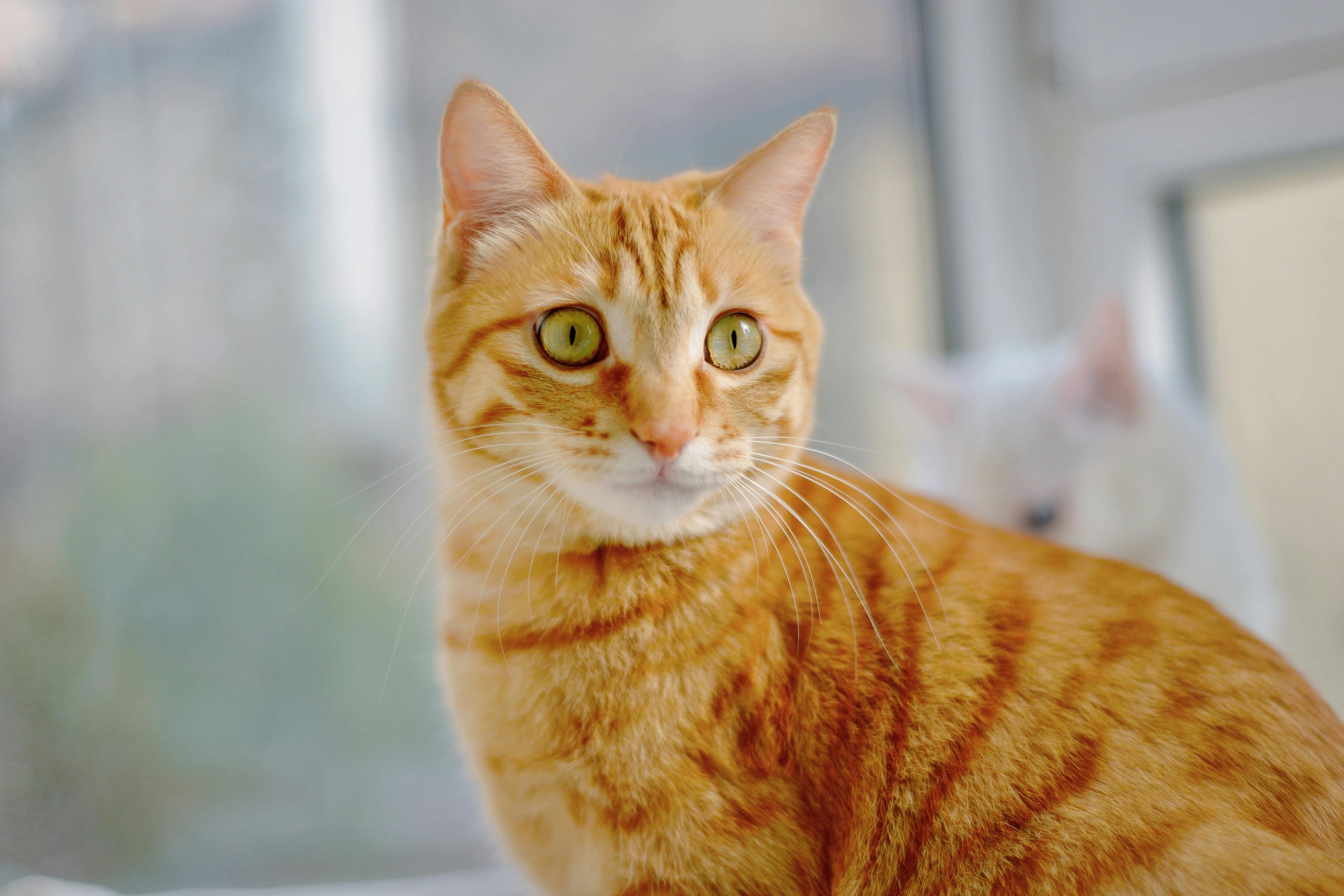 中華電信Hami Cam AI守護居家安全，打造智慧生活新體驗