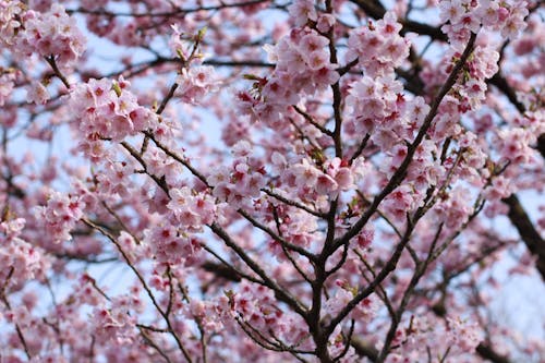 Free stock photo of beautiful flowers, cherry blossom, japan