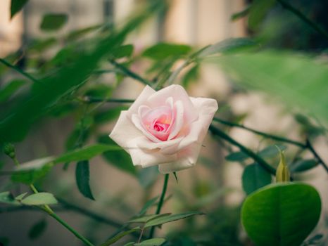 A delicate pink rose blooming in an outdoor garden, capturing the essence of natural beauty and serenity.