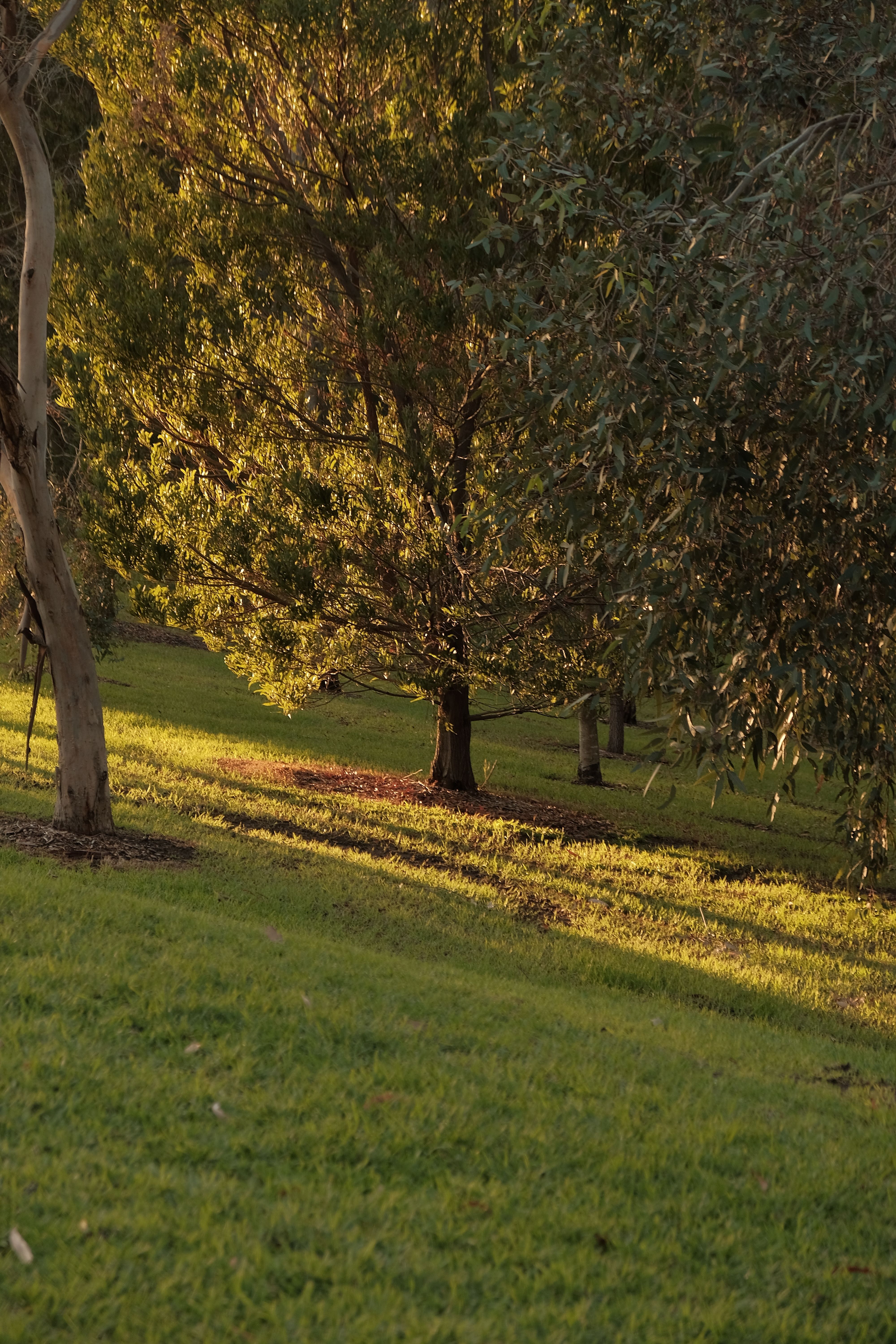Serene Green Park with Sunlit Trees at Dusk · Free Stock Photo