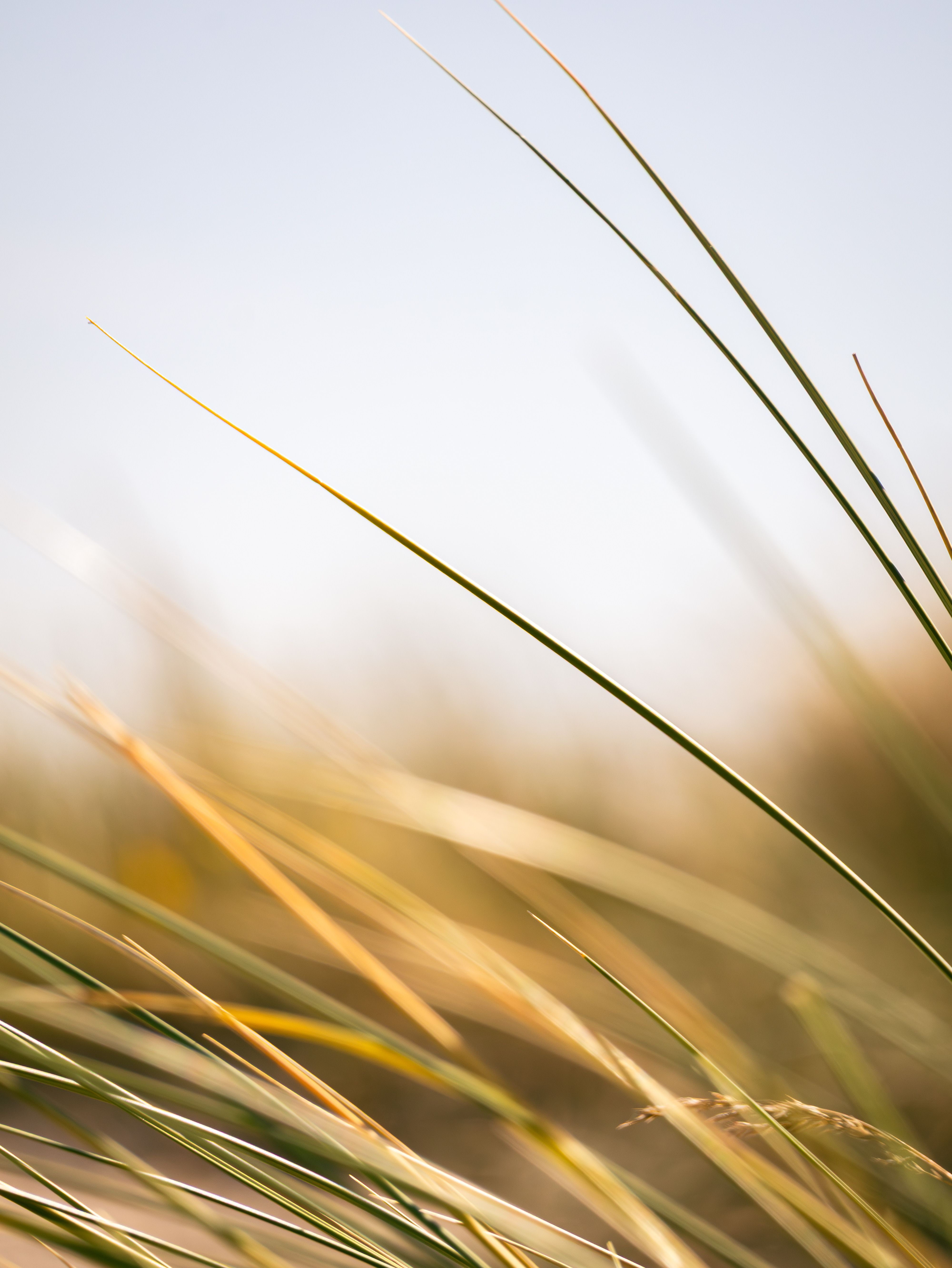 Close-up of grass blades swaying gently outdoors in a bright, warm setting in Copenhagen.