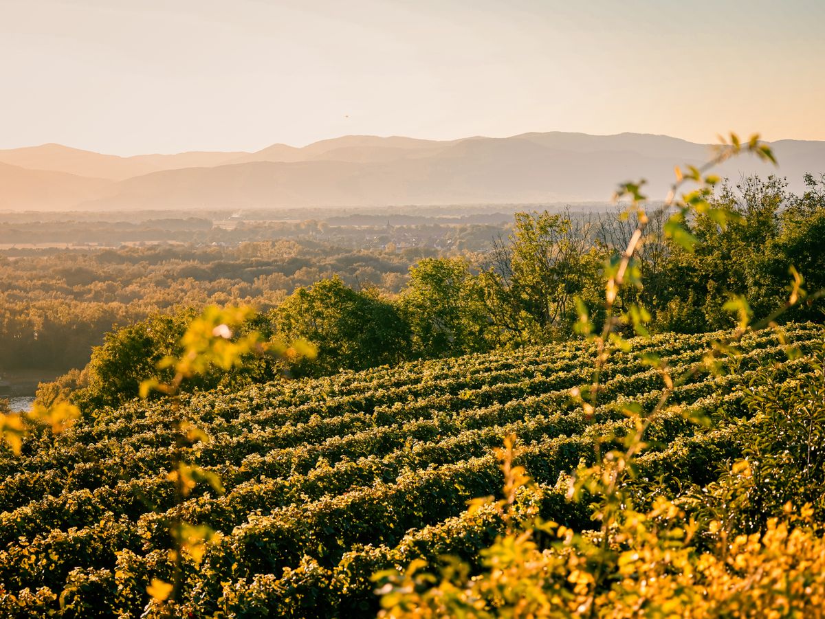 Vignobles AOC : ce que révèle un audit de domaine viticole