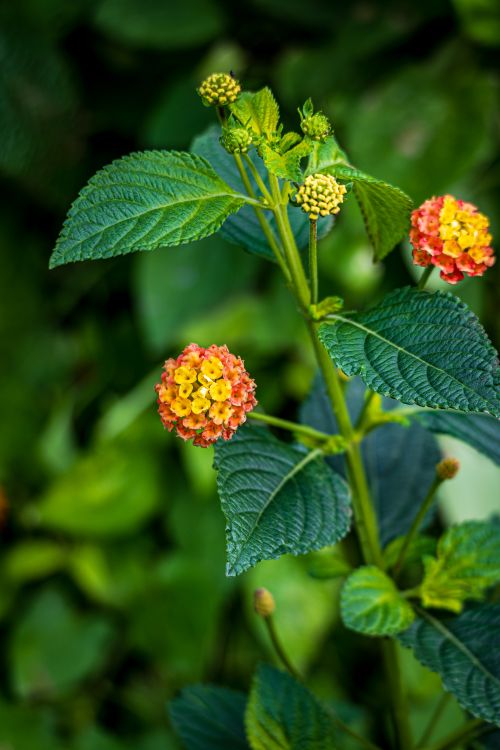 Free Colorful lantana flowers blooming in lush greenery, showcasing nature's beauty. Stock Photo