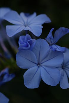 Free stock photo of asia, autumn, blue