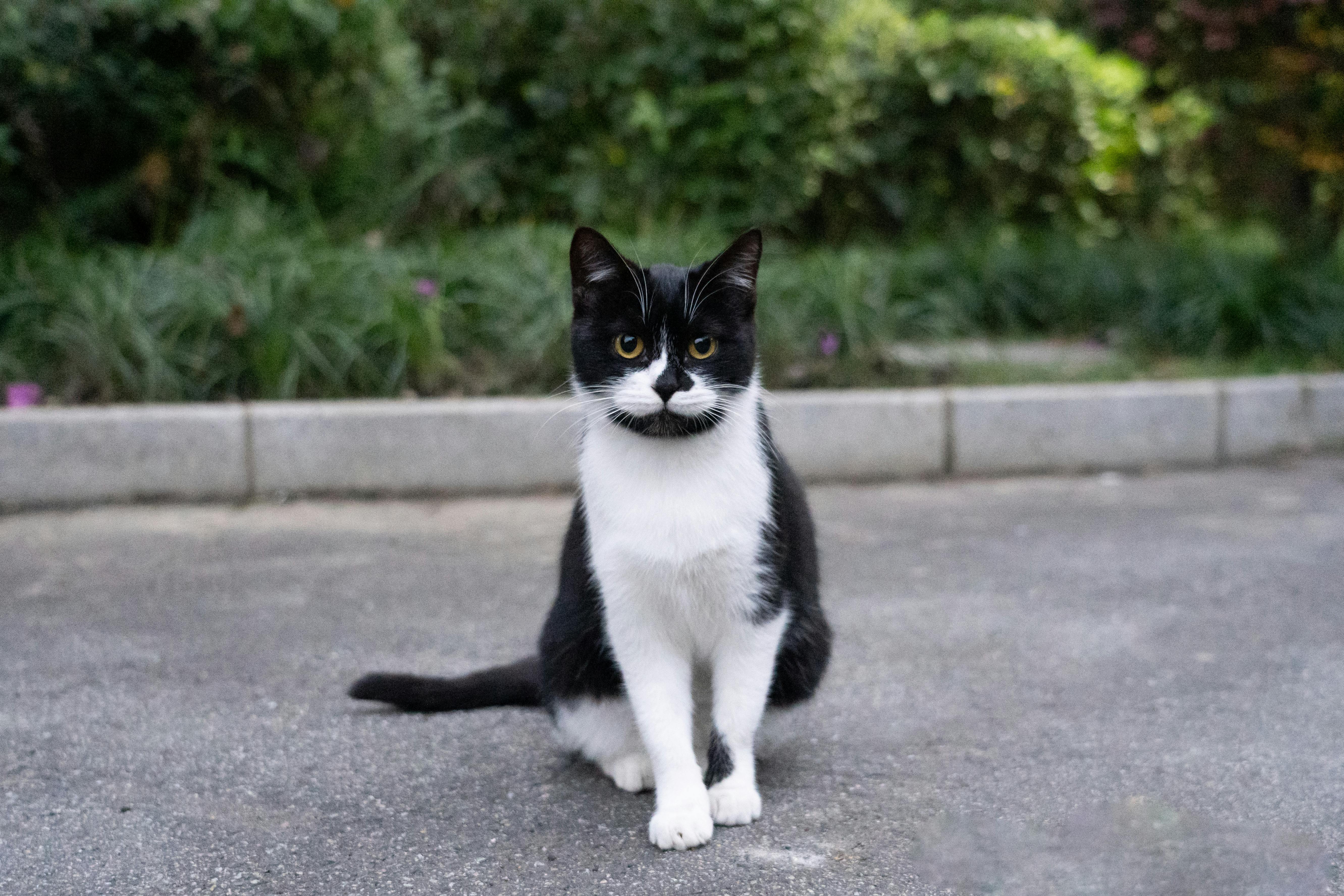 Adorable black and white cat sitting on pavement with lush greenery in background.