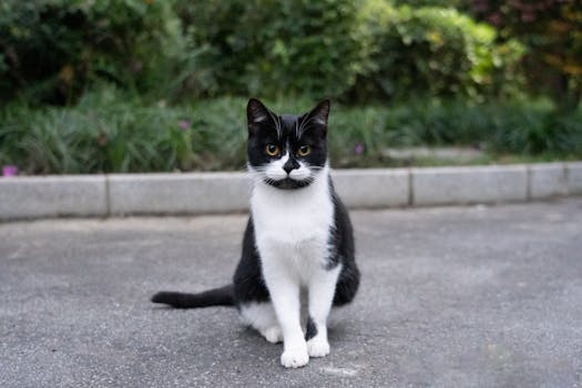 Adorable black and white cat sitting on pavement with lush greenery in background.
