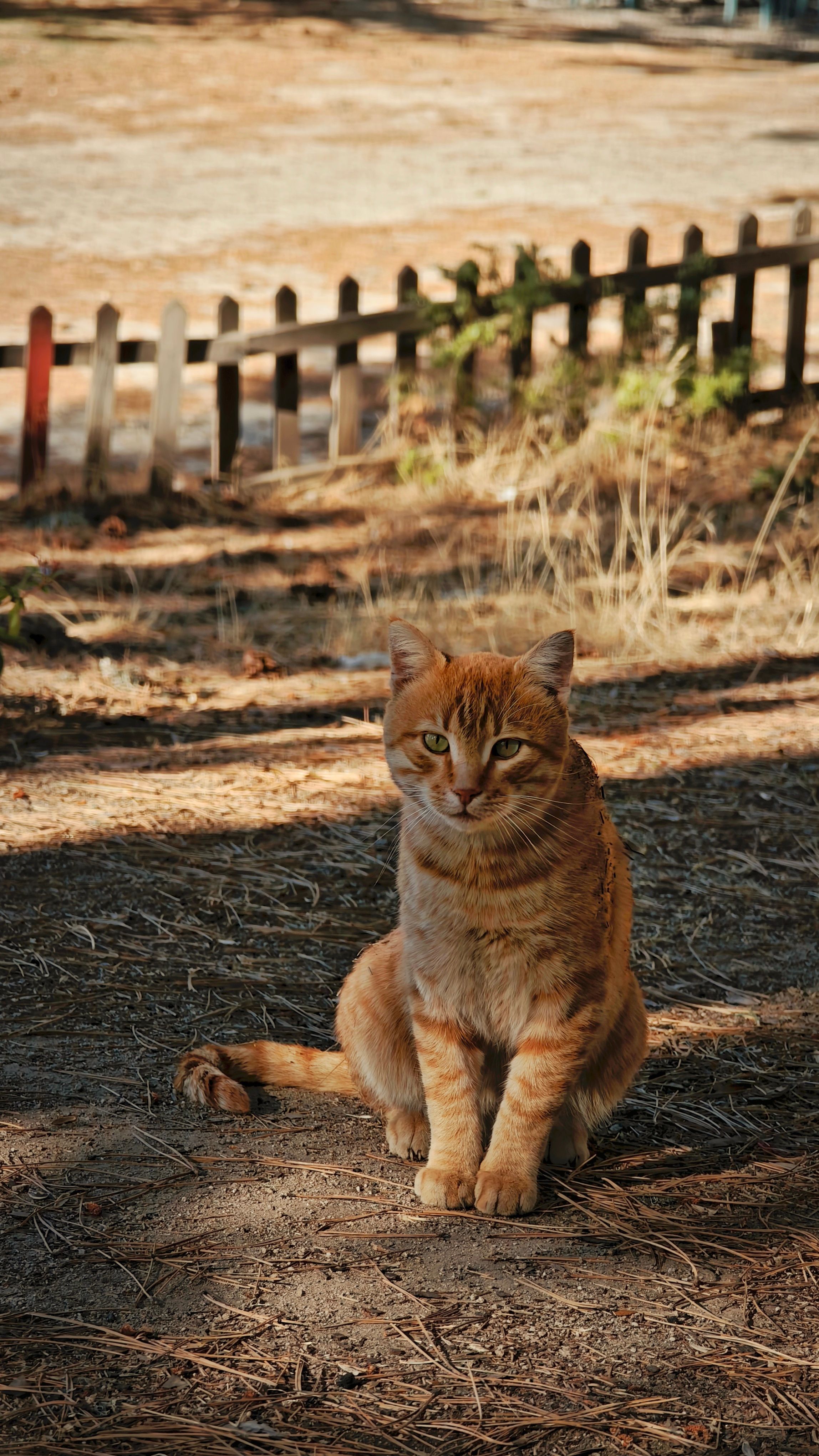 A ginger tabby cat sits in natural sunlight by a rustic fence. Calm outdoor scene.