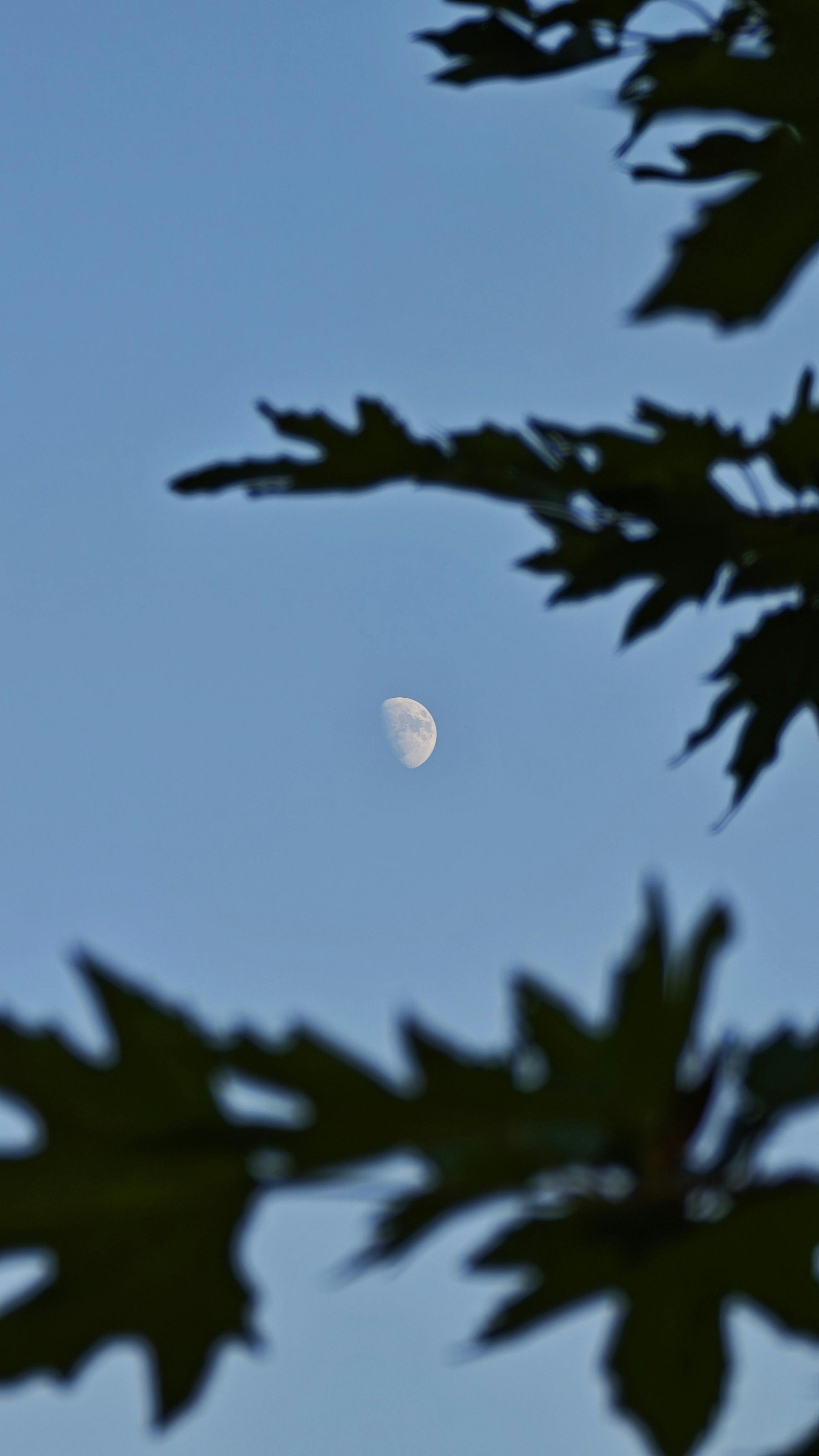 A half moon visible through silhouetted leaves against a clear blue sky during the day.